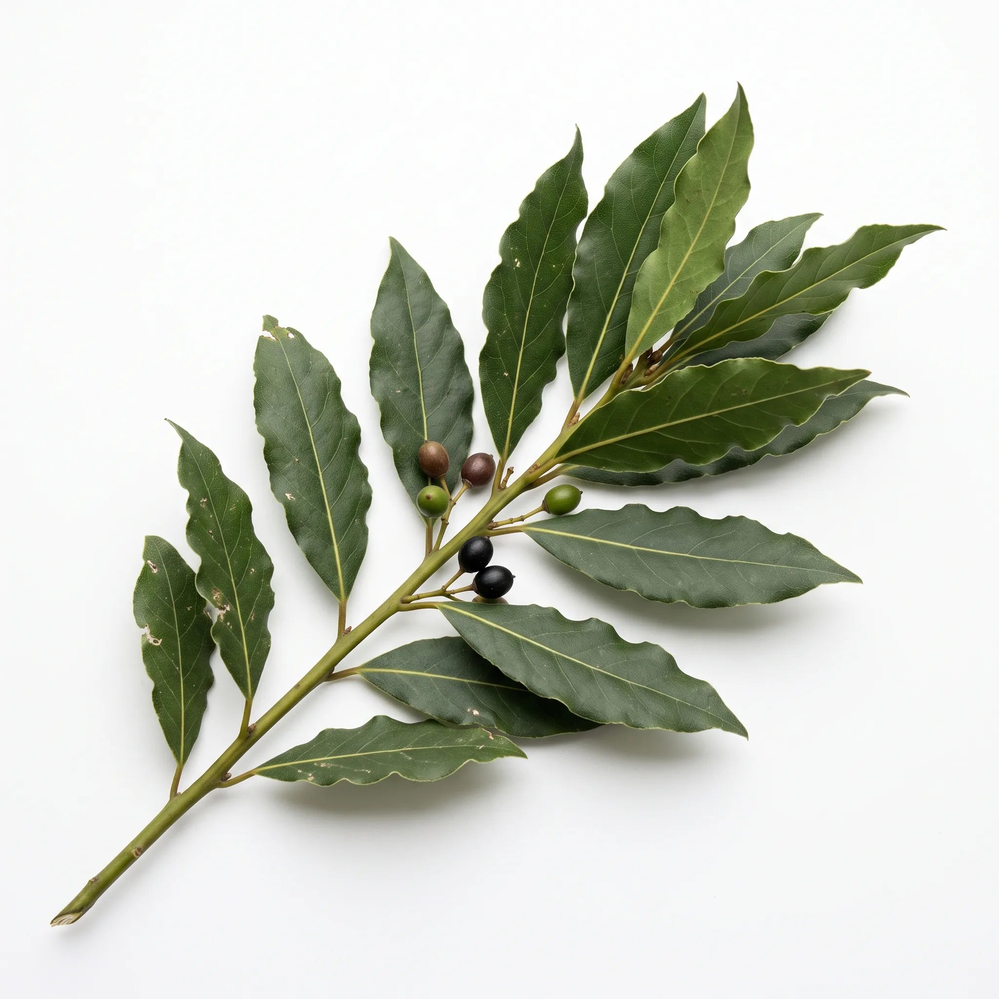 Rameau feuillé de laurier sauce (Laurus nobilis) avec ses baies sur fond blanc — graines reproductibles SemiSauvage