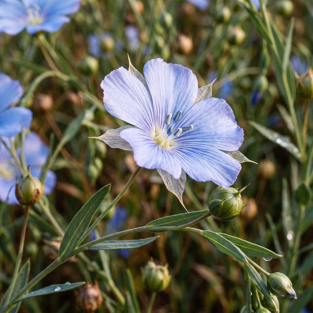 亚麻种子(Linum usitatissimum) — 图片 3