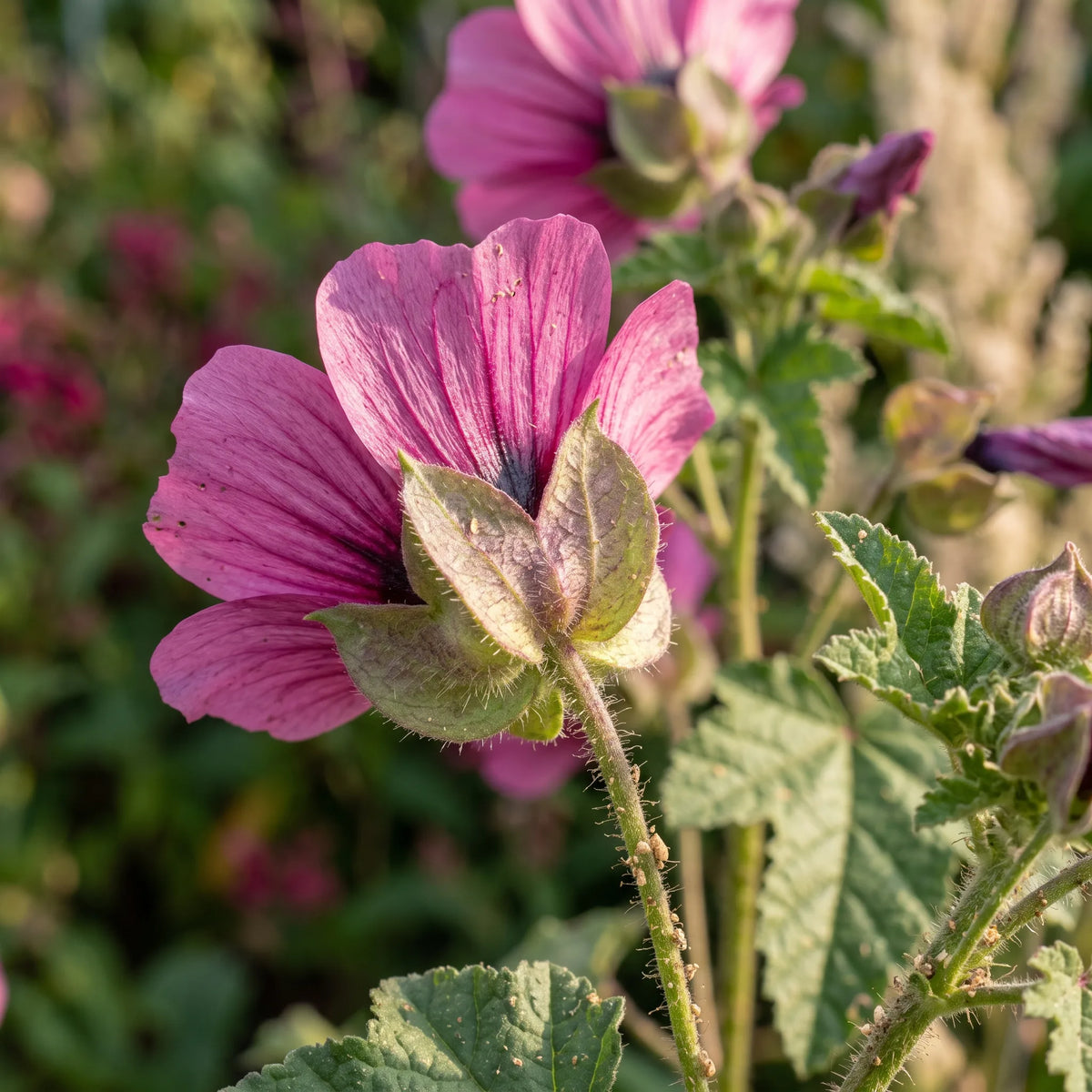 Macro du calicule à trois bractées cordées de la malope — SemiSauvage