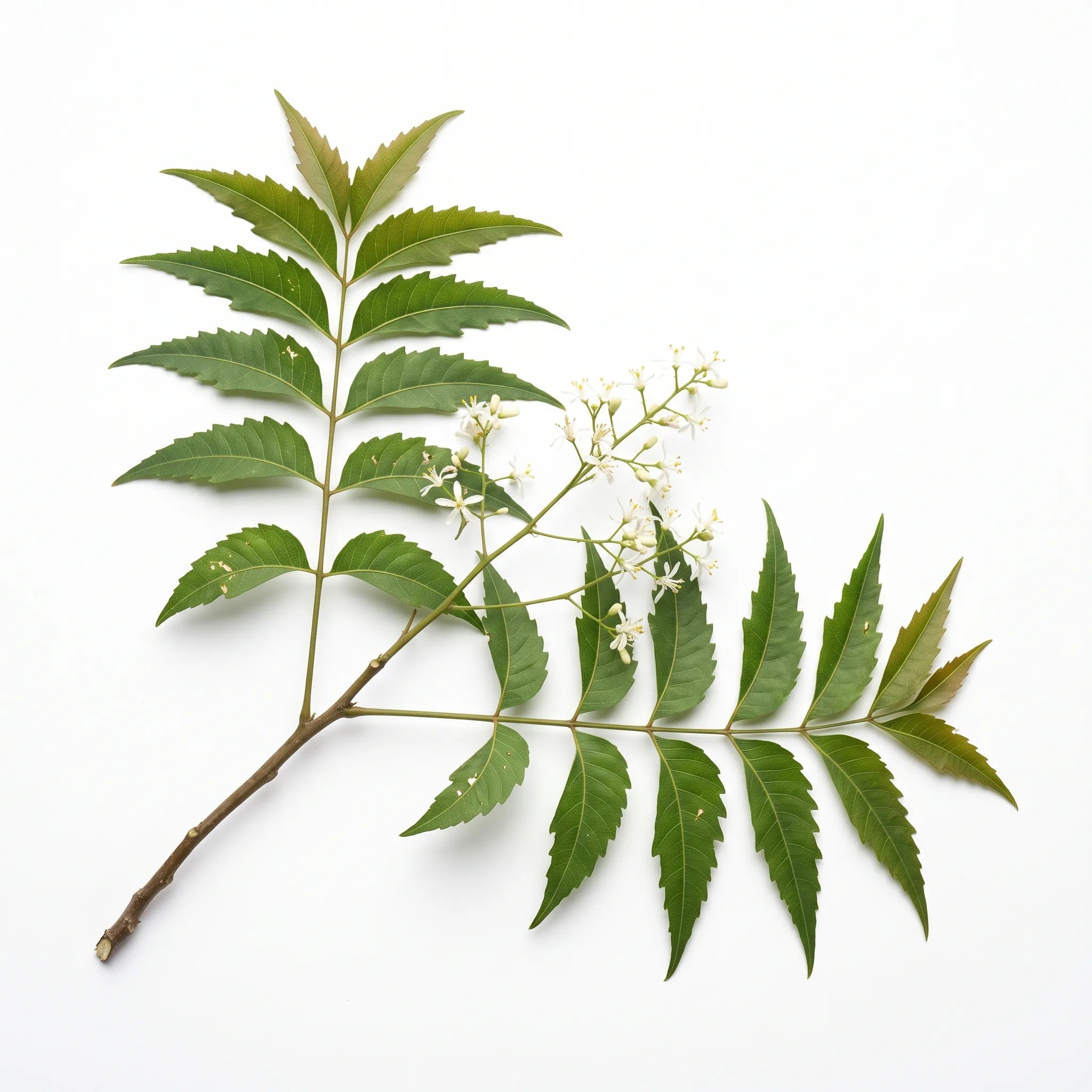 Rameau feuillé et fleuri de margousier neem (Azadirachta indica) sur fond blanc — graines reproductibles SemiSauvage