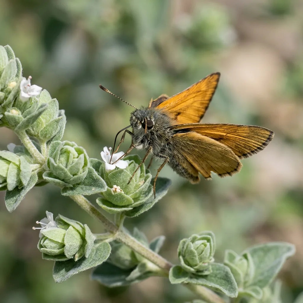 Hespérie butinant les fleurs blanches de la marjolaine officinale — SemiSauvage