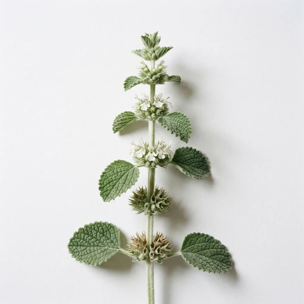 Tige fleurie de marrube blanc (Marrubium vulgare) sur fond blanc : verticilles globuleux et feuillage gaufré argenté — SemiSauvage
