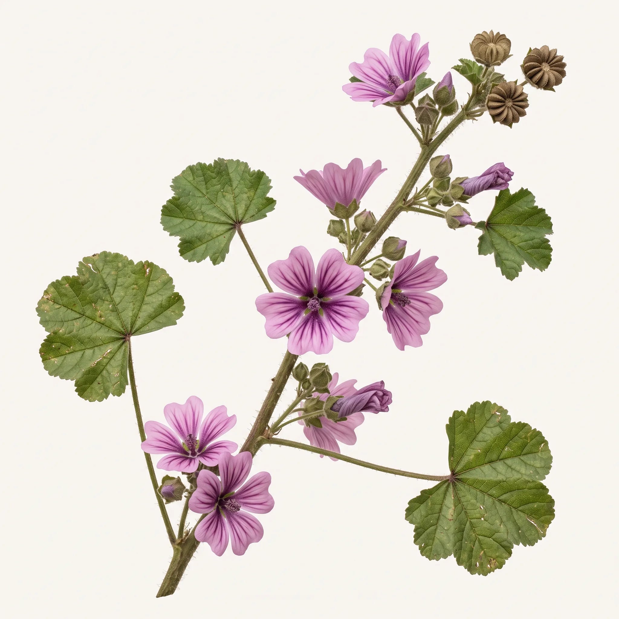 Tige feuillée et fleurie de mauve royale aux pétales rose-mauve échancrés et veinés de pourpre, sur fond blanc de studio