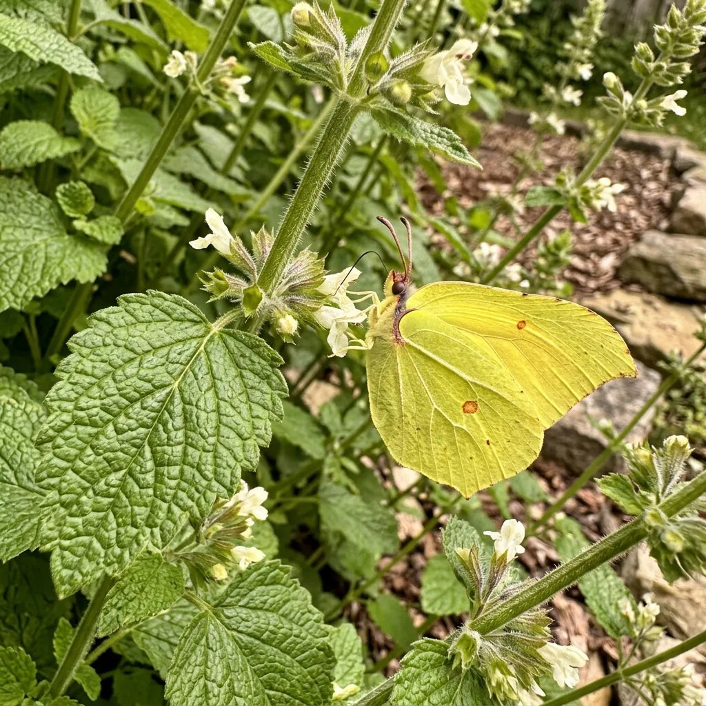Papillon citron posé sur un verticille fleuri de mélisse officinale — SemiSauvage