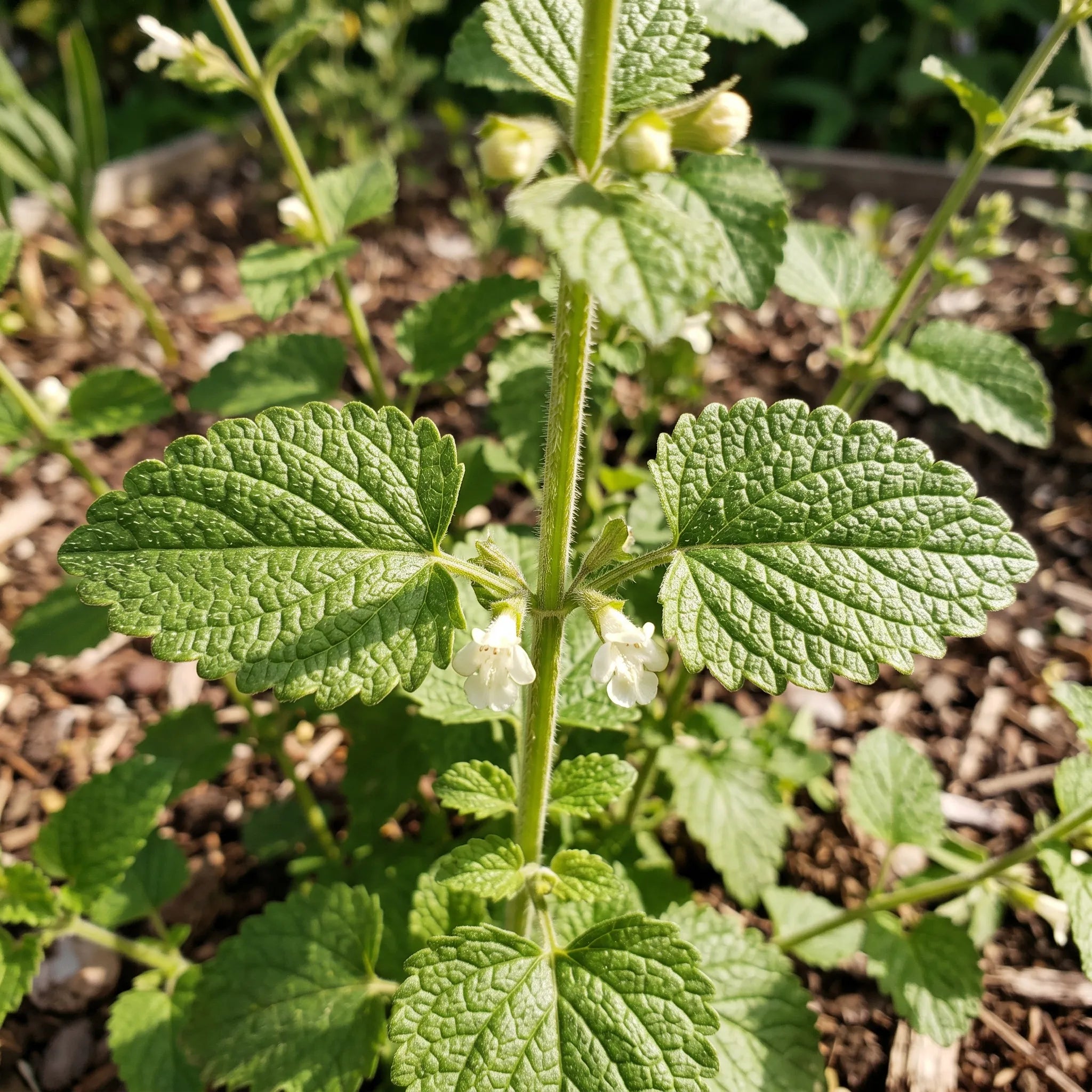 Macro d'une feuille gaufrée de mélisse et de sa tige quadrangulaire velue — SemiSauvage