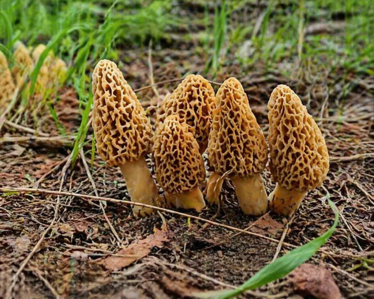 Morille blonde (Morchella esculenta) en milieu naturel, champignon forestier rare - SemiSauvage Permaculture