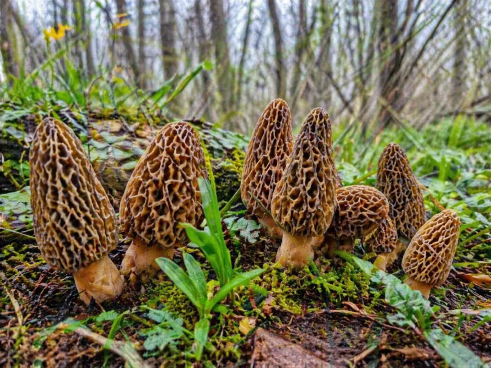 Morille conique (Morchella conica) en forêt – culture et habitat naturel du champignon