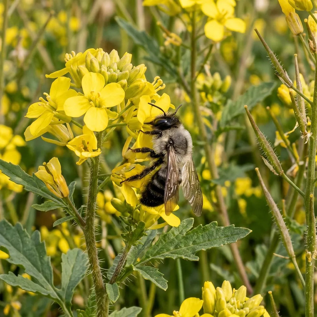 Andrène cendrée butinant les fleurs jaunes de la moutarde blanche