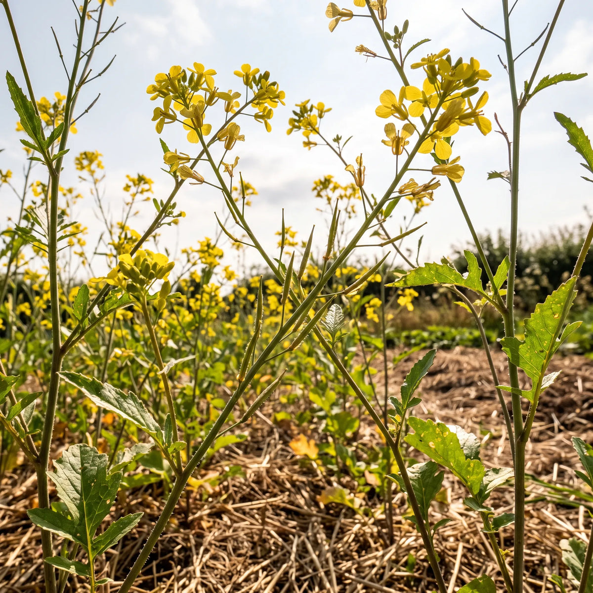 Nappe de moutarde blanche en fleur au potager, vue en contre-plongée vers le ciel
