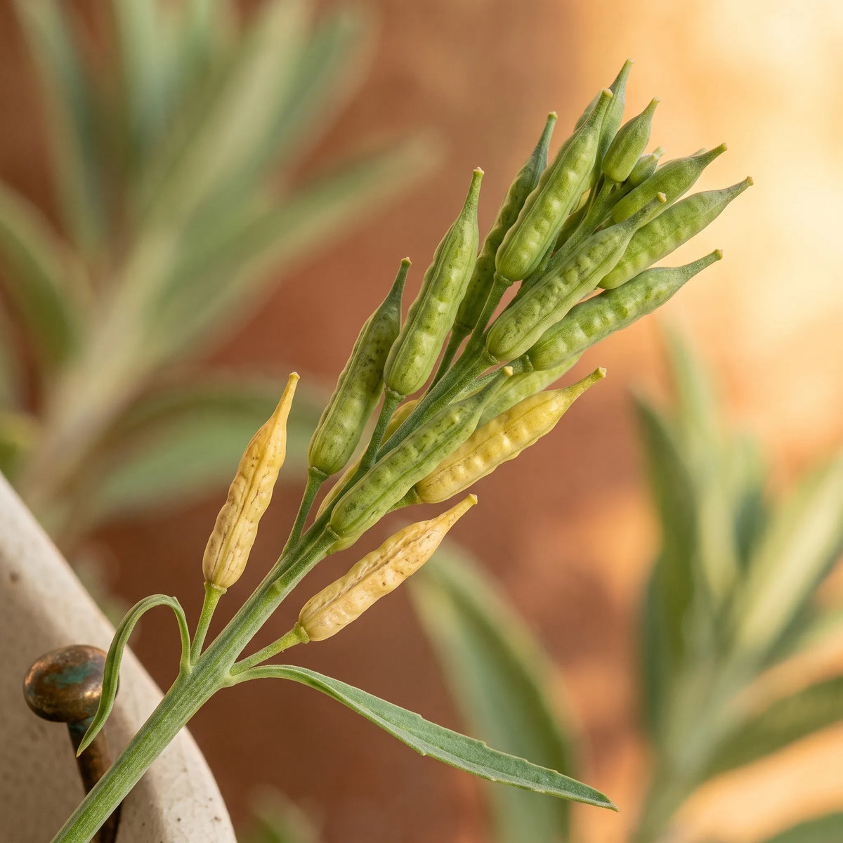 黑芥末种子(Brassica nigra) — 图片 3