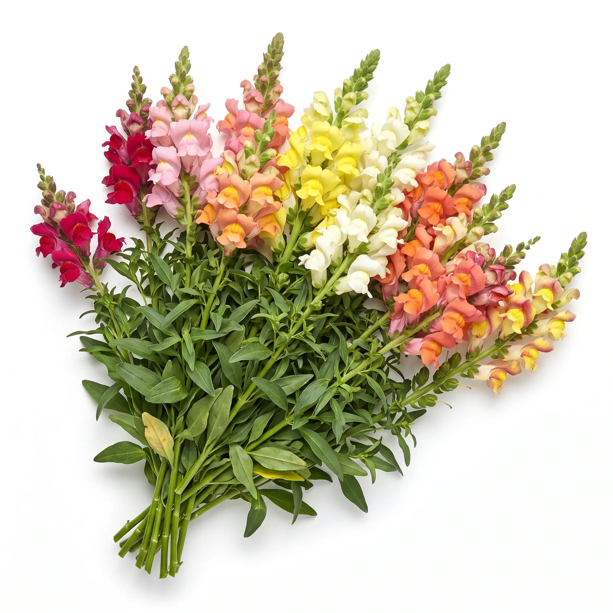 Touffe fleurie de muflier coupée à la base, coloris mêlés, sur fond blanc