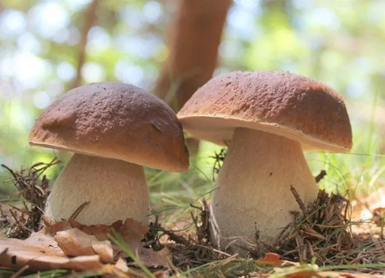 Micelio de Boletus de Burdeos - Kit de cultivo de champiñones