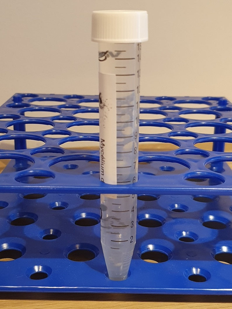 黑松露菌丝体 - 蘑菇培养套件