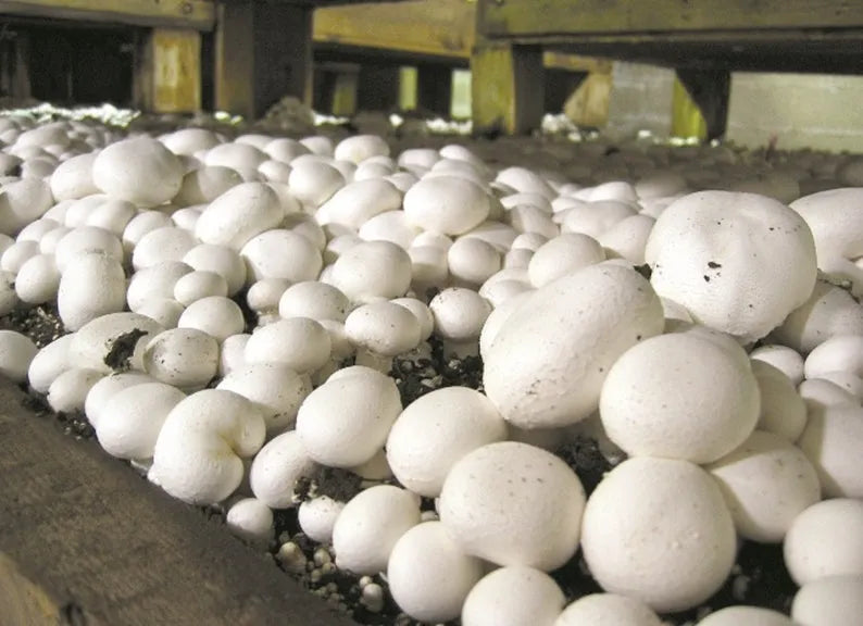 Micelio de Champiñones de París - Kit de cultivo de Champiñones