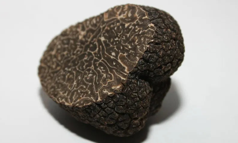 Mycelium von schwarzer Périgord-Trüffel