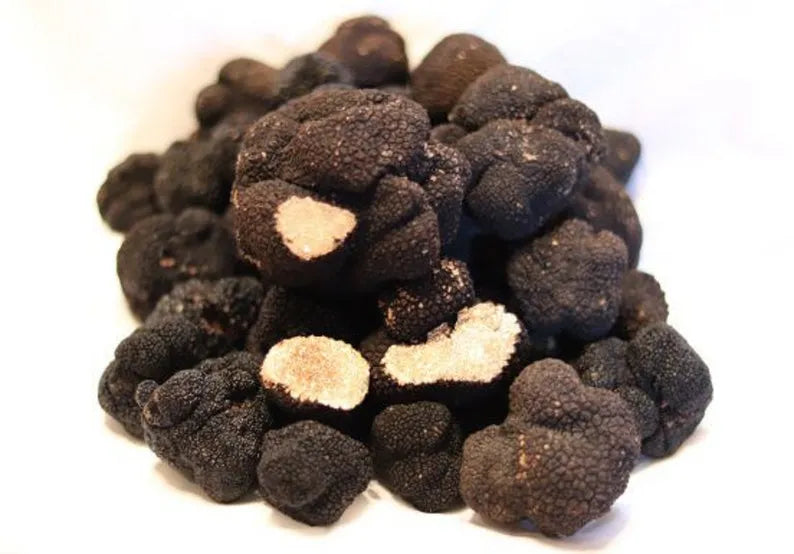 夏の白トリュフ菌糸体 - キノコ栽培キット