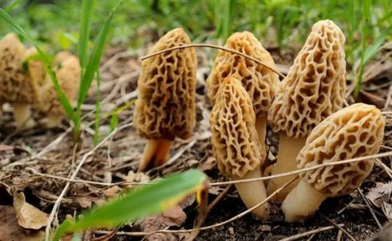 Mycélium de Morille Blonde - Kit de cultivo de champiñones