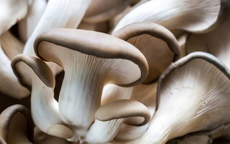 Micelio de Pleurotus - Kit de cultivo de champiñones