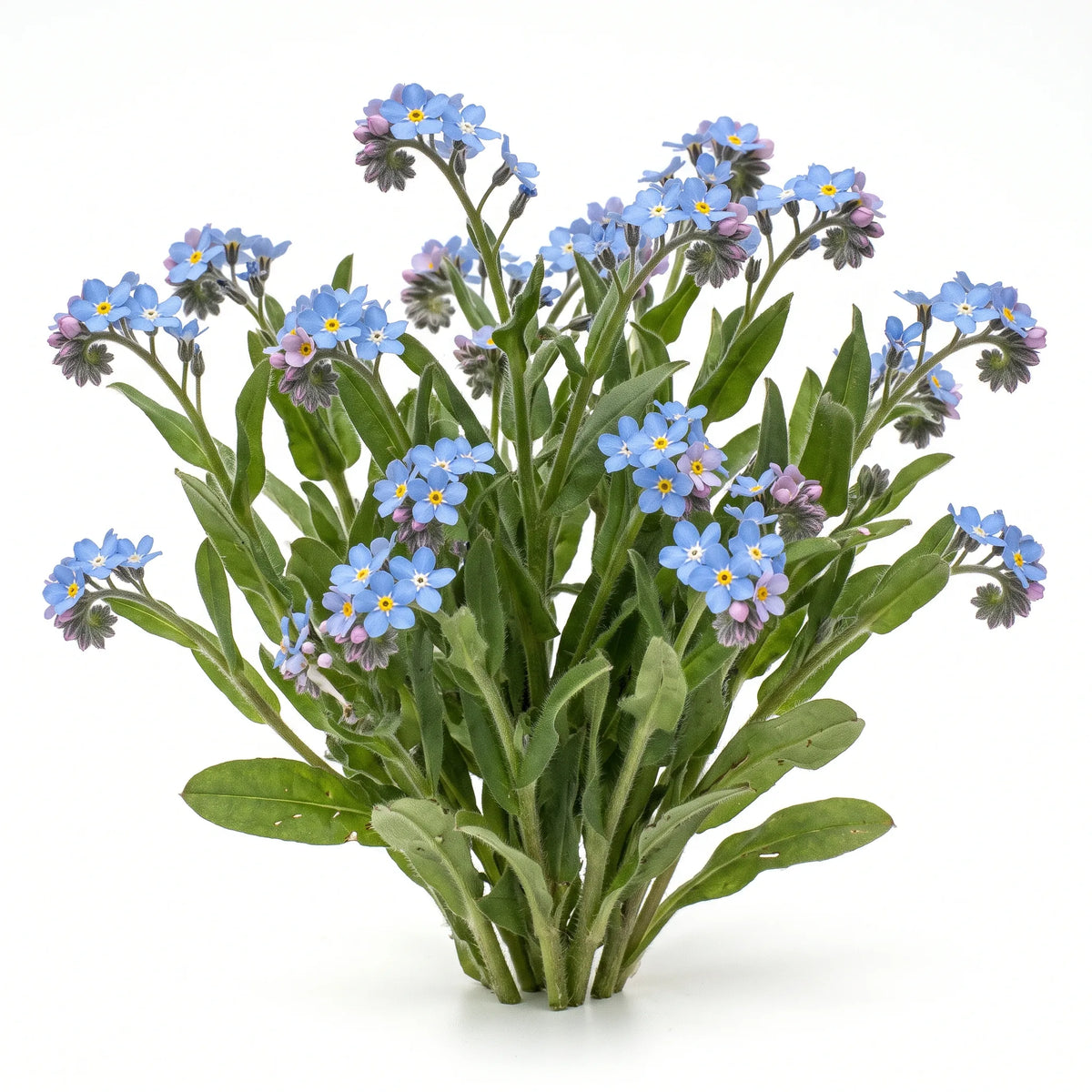 Touffe fleurie de myosotis royal bleu coupée à la base, sur fond blanc