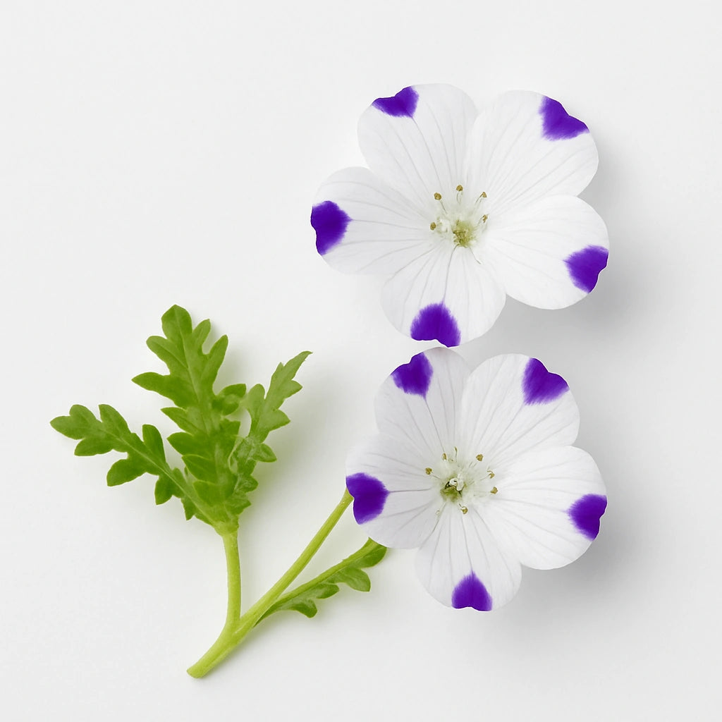 60개의 점박이 네모필라 씨앗 (Nemophila maculata)