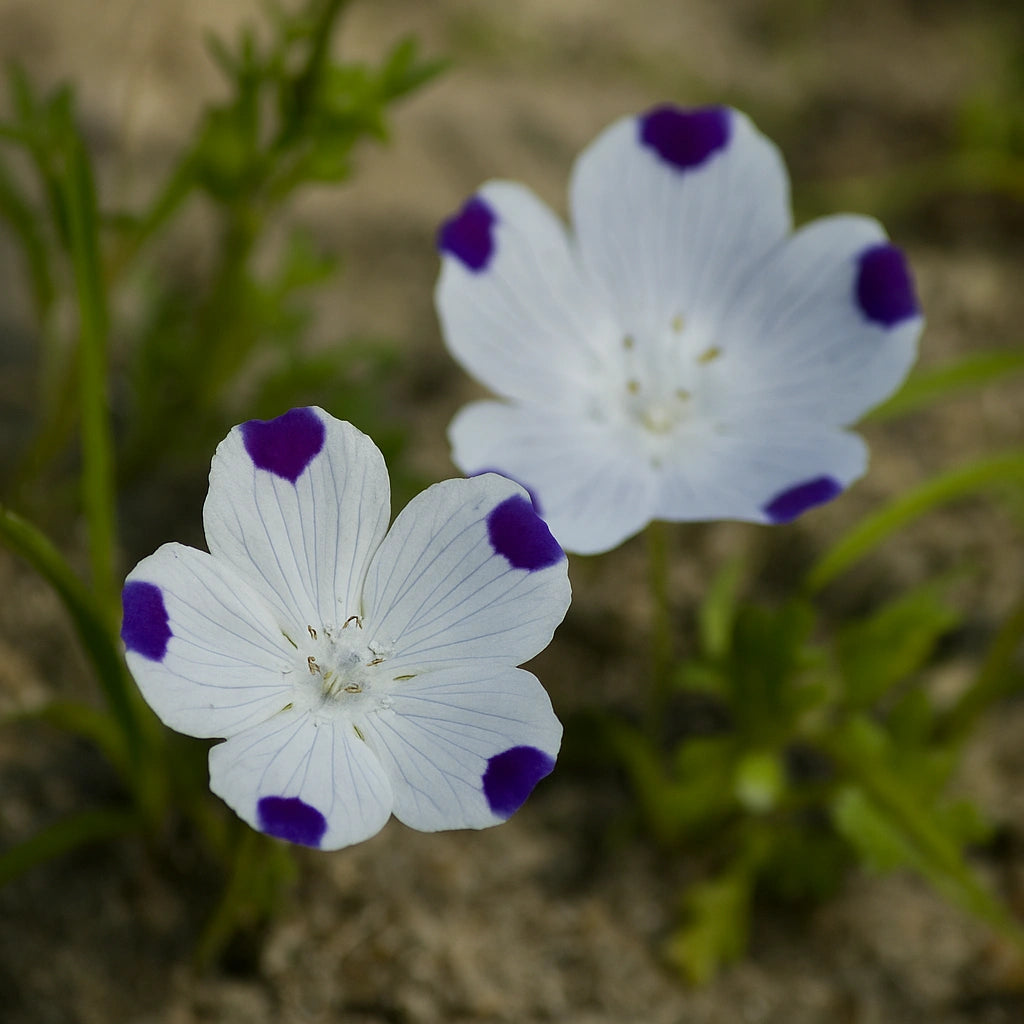 60粒斑点恋风草(Nemophila maculata)种子