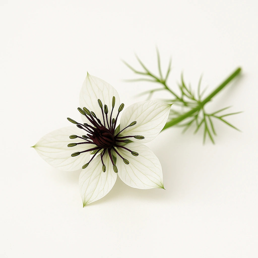 200 스페인 흑종자 (Nigella hispanica papillosa)