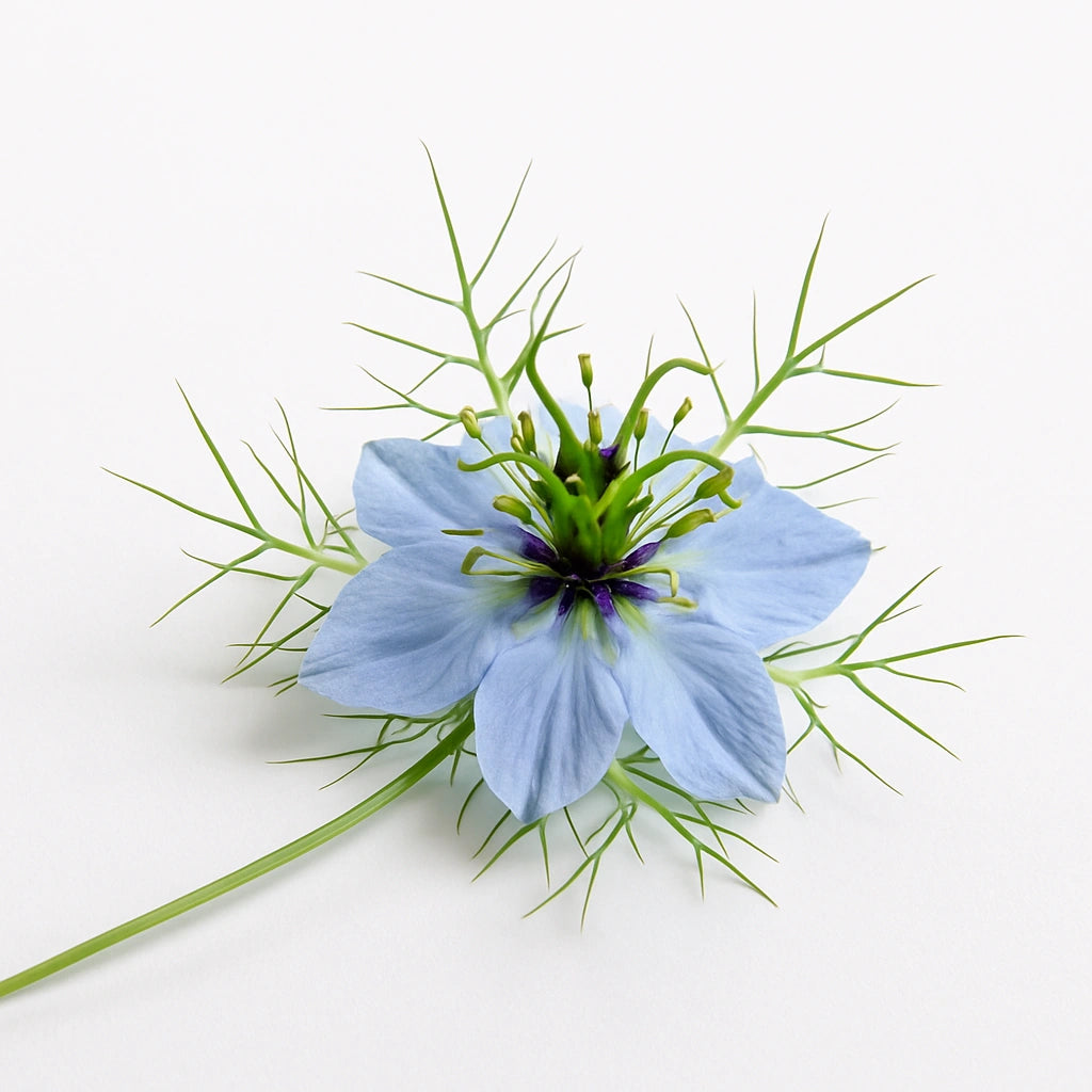 70 다마스크 흑종자 (Nigella damascena) 씨앗