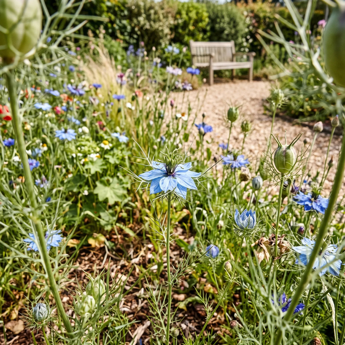 Nappe de nigelles de Damas dans une bordure d'annuelles — SemiSauvage