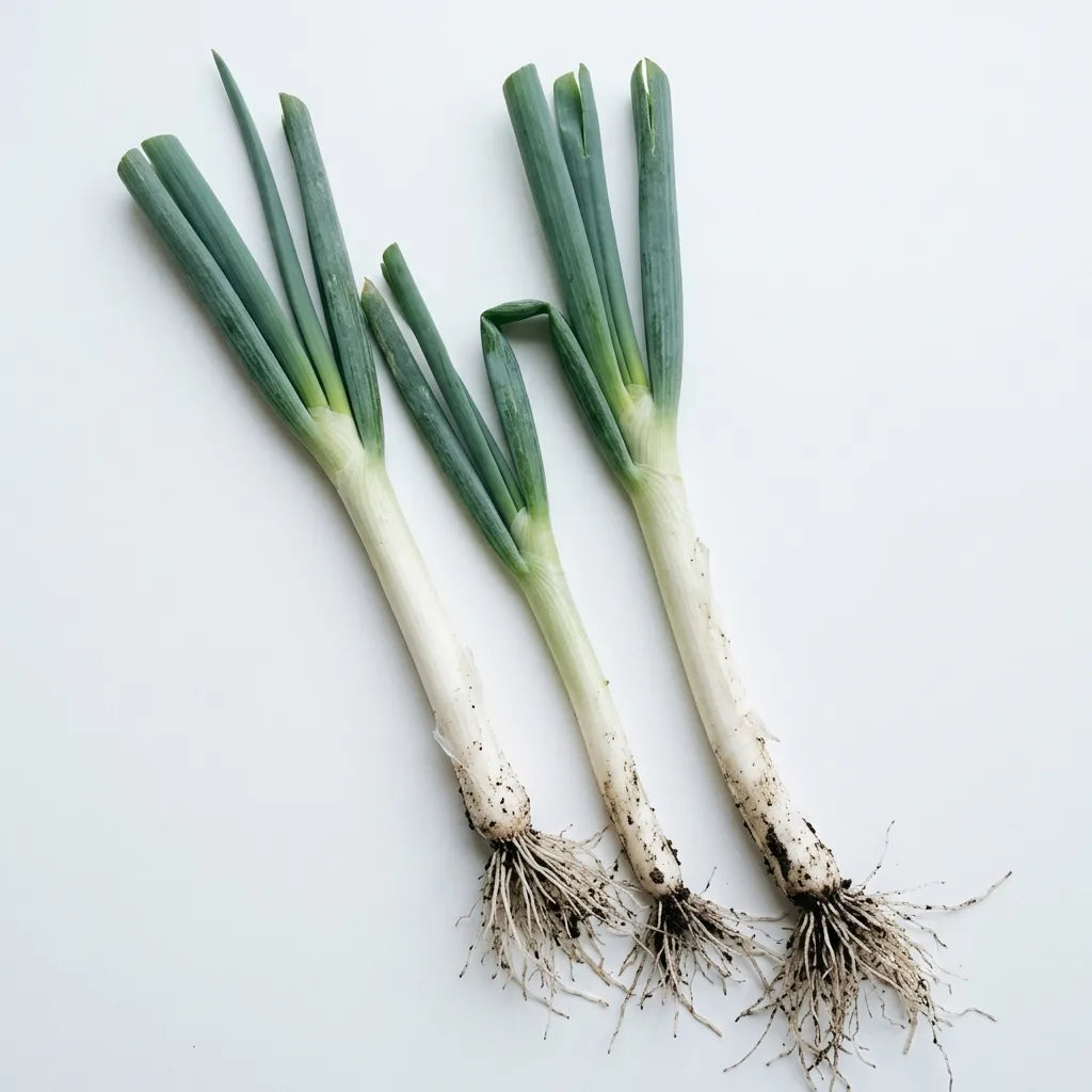 Plants d'Oignon poireau Ishikura au long fût blanc cylindrique, sur fond blanc — SemiSauvage