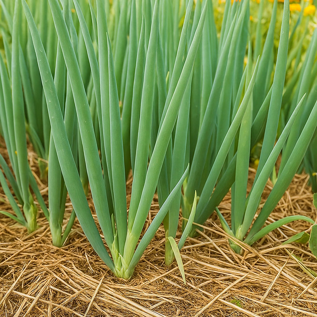 150 Hạt Hành Lá Hành Tây Ishikura (Allium fistulosum)