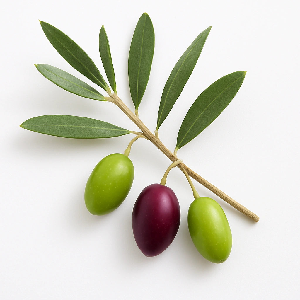 15 Samen von Wildolivenbäumen (Olea europea sylvestris)