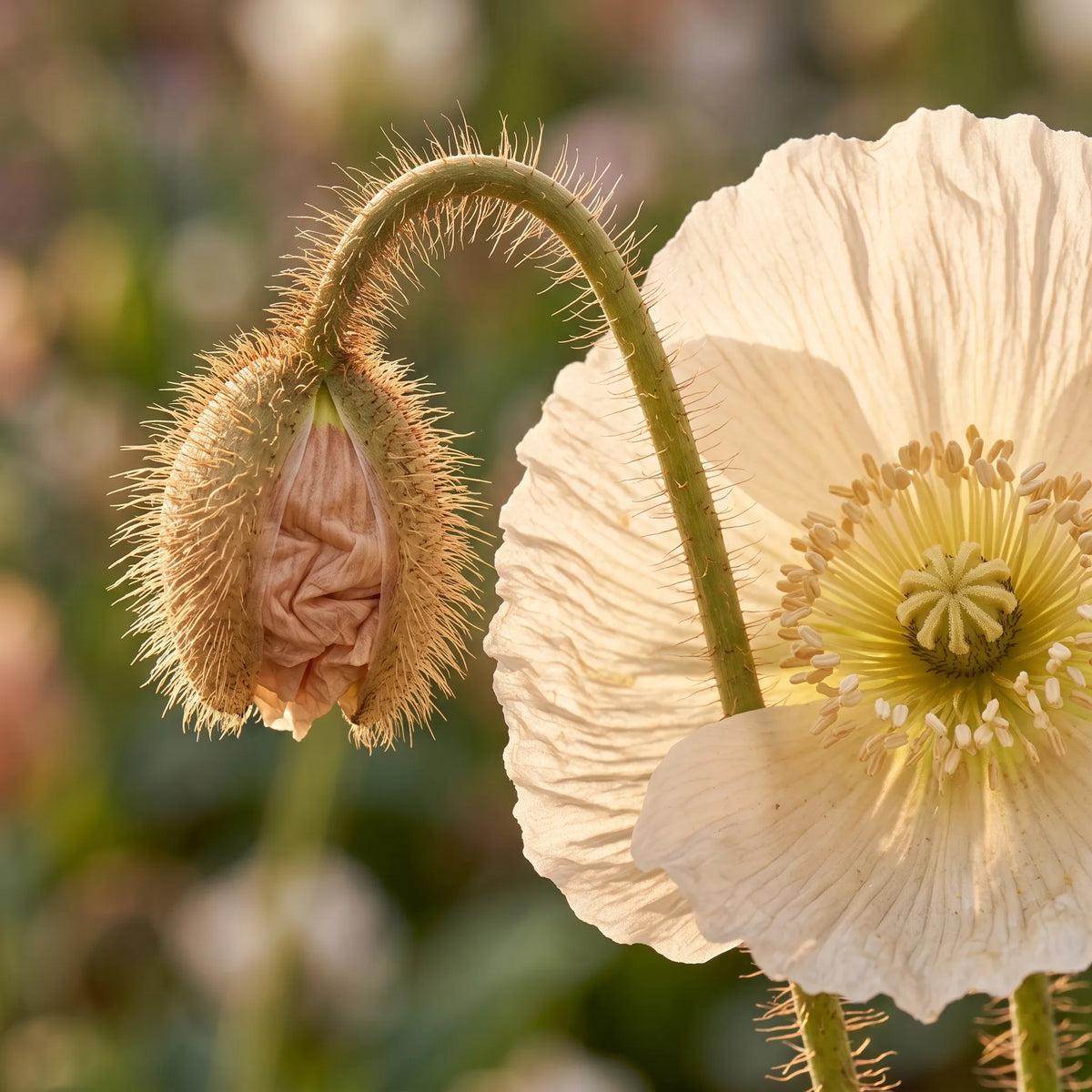 アイスランドポピーの種(Papaver nudicaule) — 画像 4