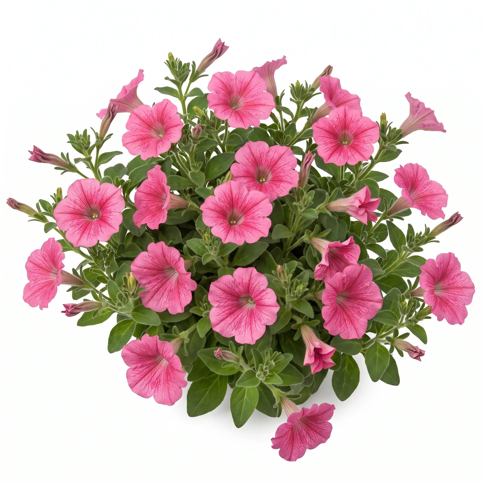 Touffe fleurie de pétunia nain rose coupée à la base, sur fond blanc
