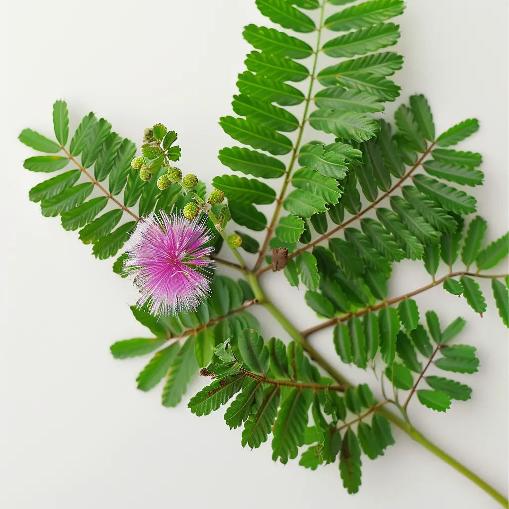 60 Samen der Sensitiva (Mimosa pudica)