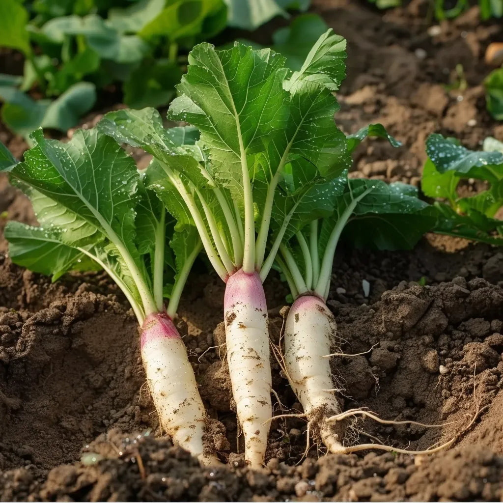 150 알의 시골 고추냉이 씨앗