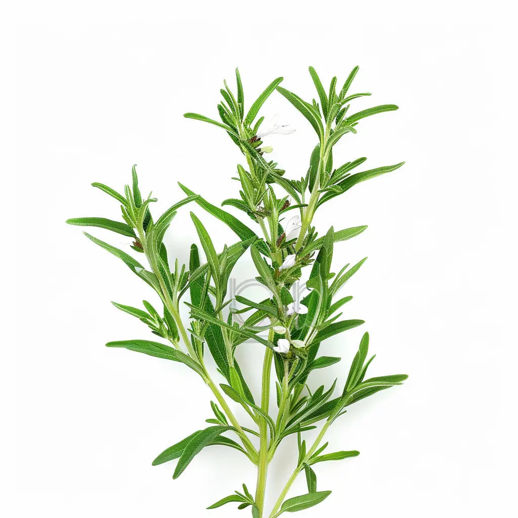 Fröset - Speciala Kryddväxter