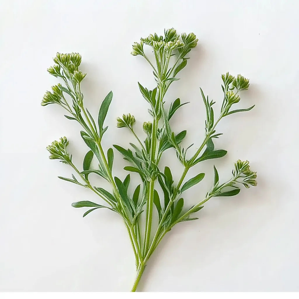 500 그레인 브라운 플슬리움