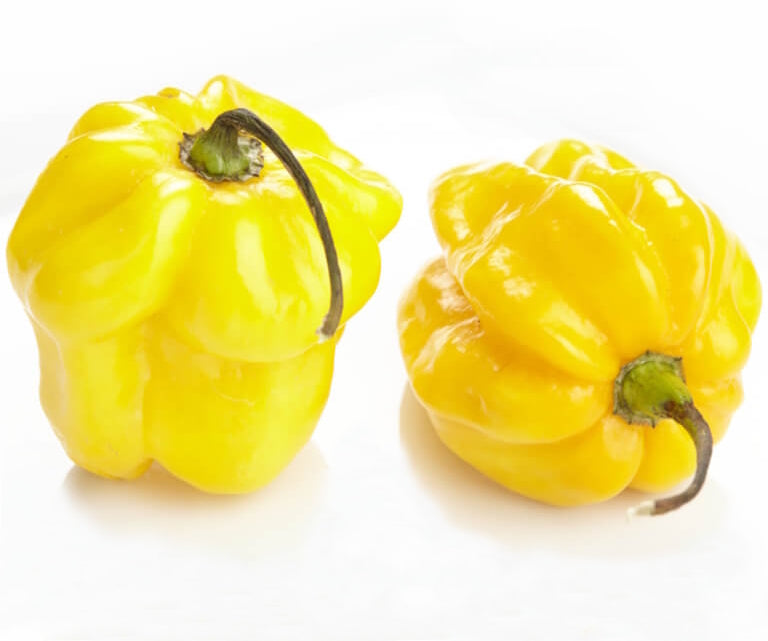25 레몬 하바네로 고추 씨앗 (Capsicum chinense)