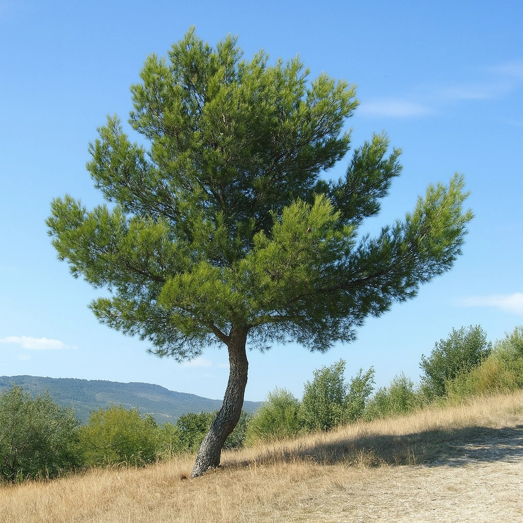 15 알렙 소나무 씨앗 (Pinus halepensis)