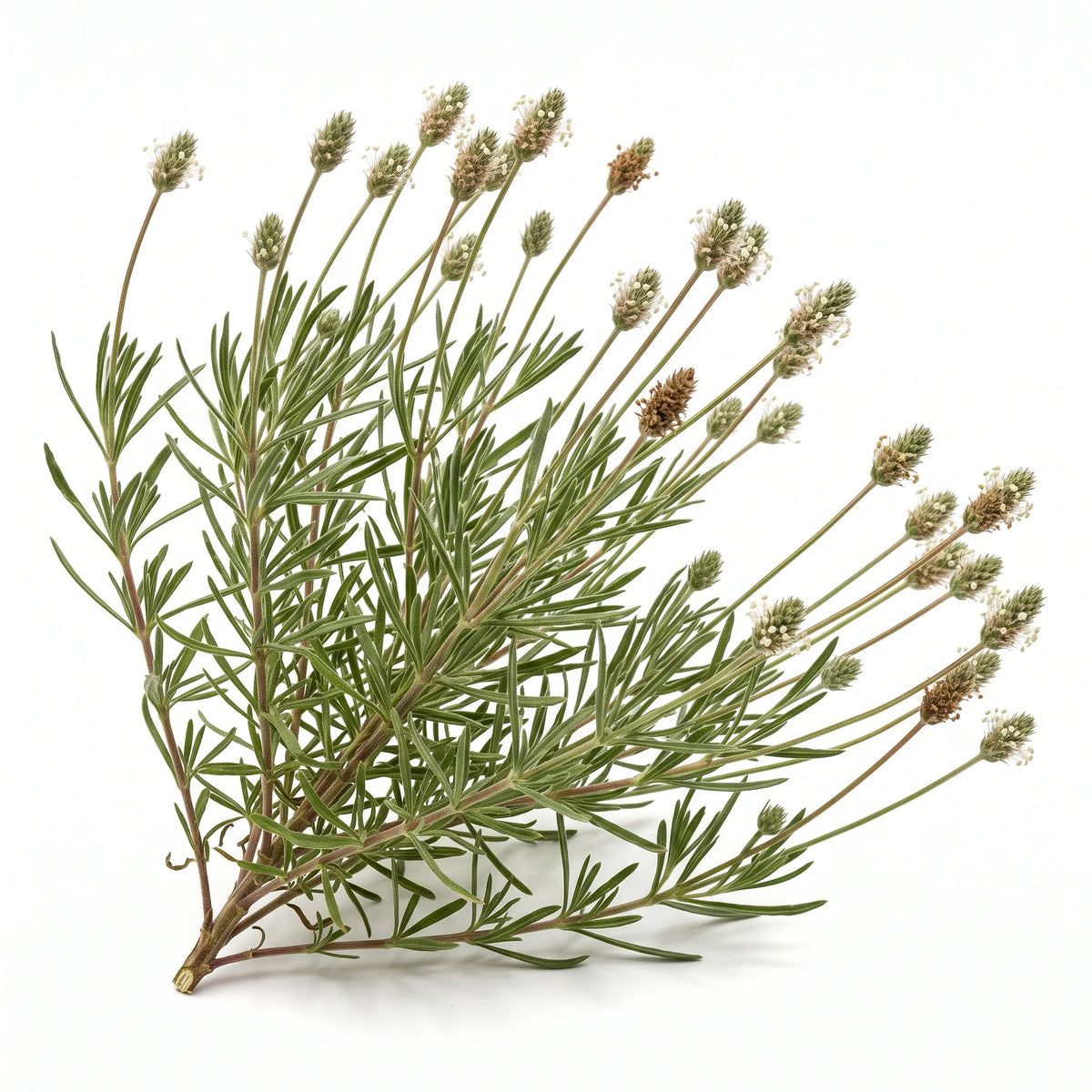 Touffe de psyllium brun coupée à la base, épis ovoïdes et feuilles opposées, sur fond blanc