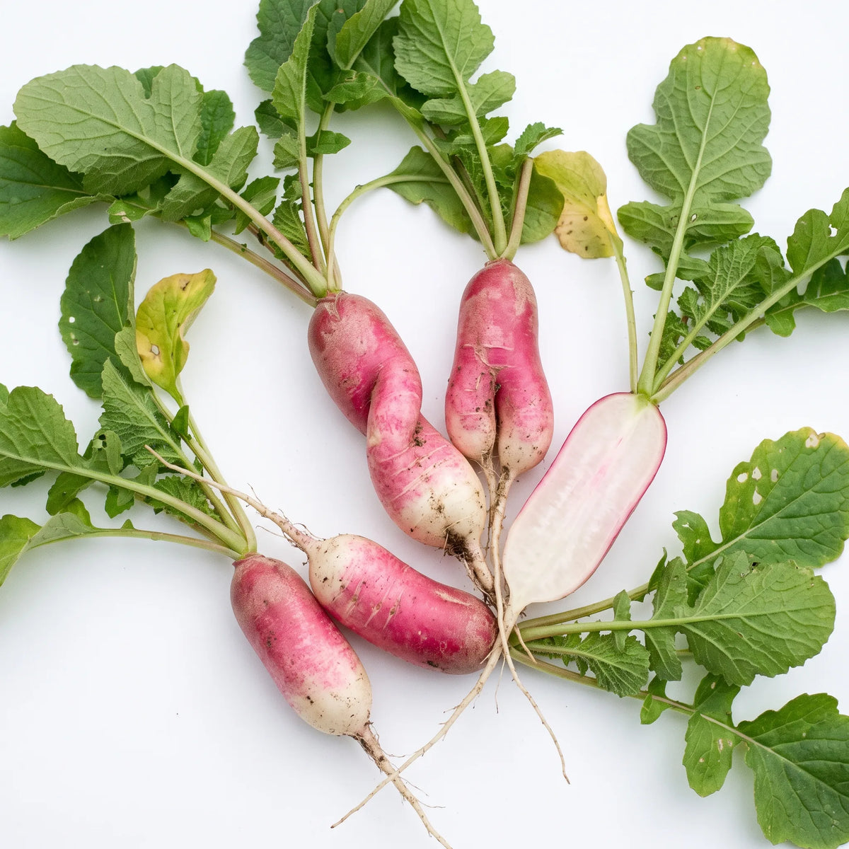 Radis demi-longs roses à bout blanc, entiers et coupé, sur fond blanc — graines reproductibles SemiSauvage