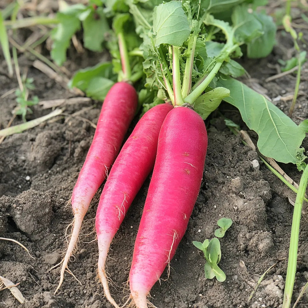 250 동양 장미 무씨앗