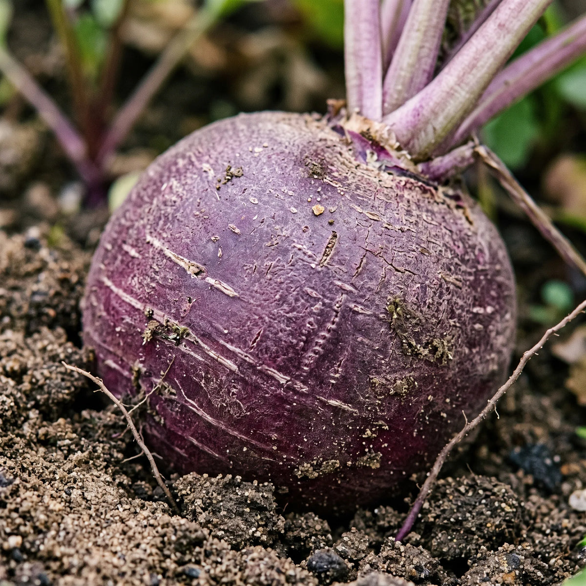 Close-up of the purplish-violet skin of the round purple radish, streaked and marbled