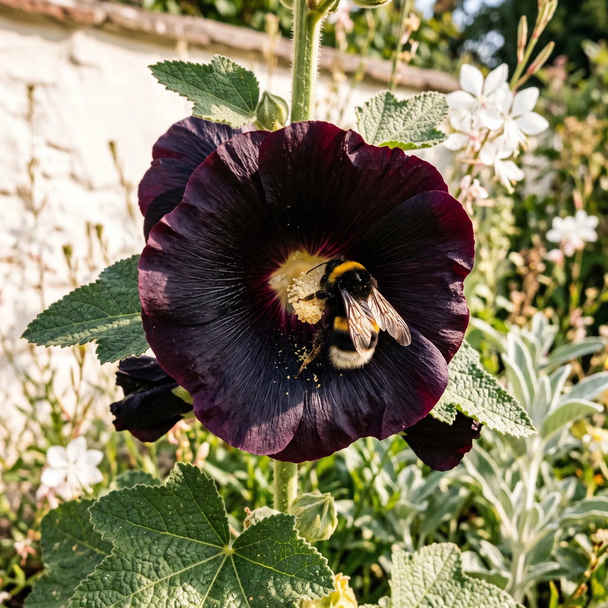 黑色蜀葵种子(Alcea rosea) — 图片 5