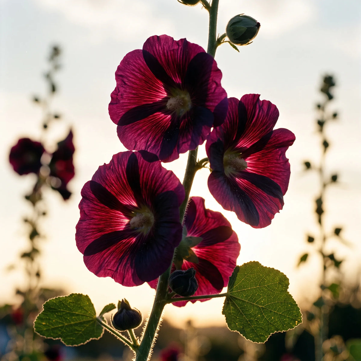 黑色蜀葵种子(Alcea rosea) — 图片 4
