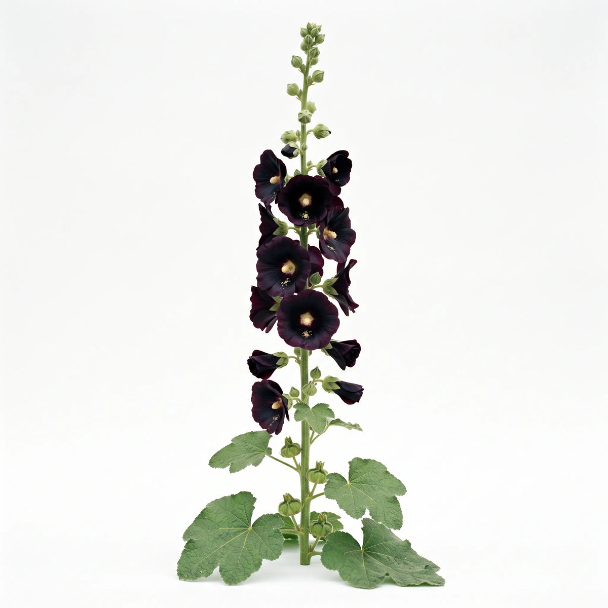 黑色蜀葵种子(Alcea rosea) — 图片 2