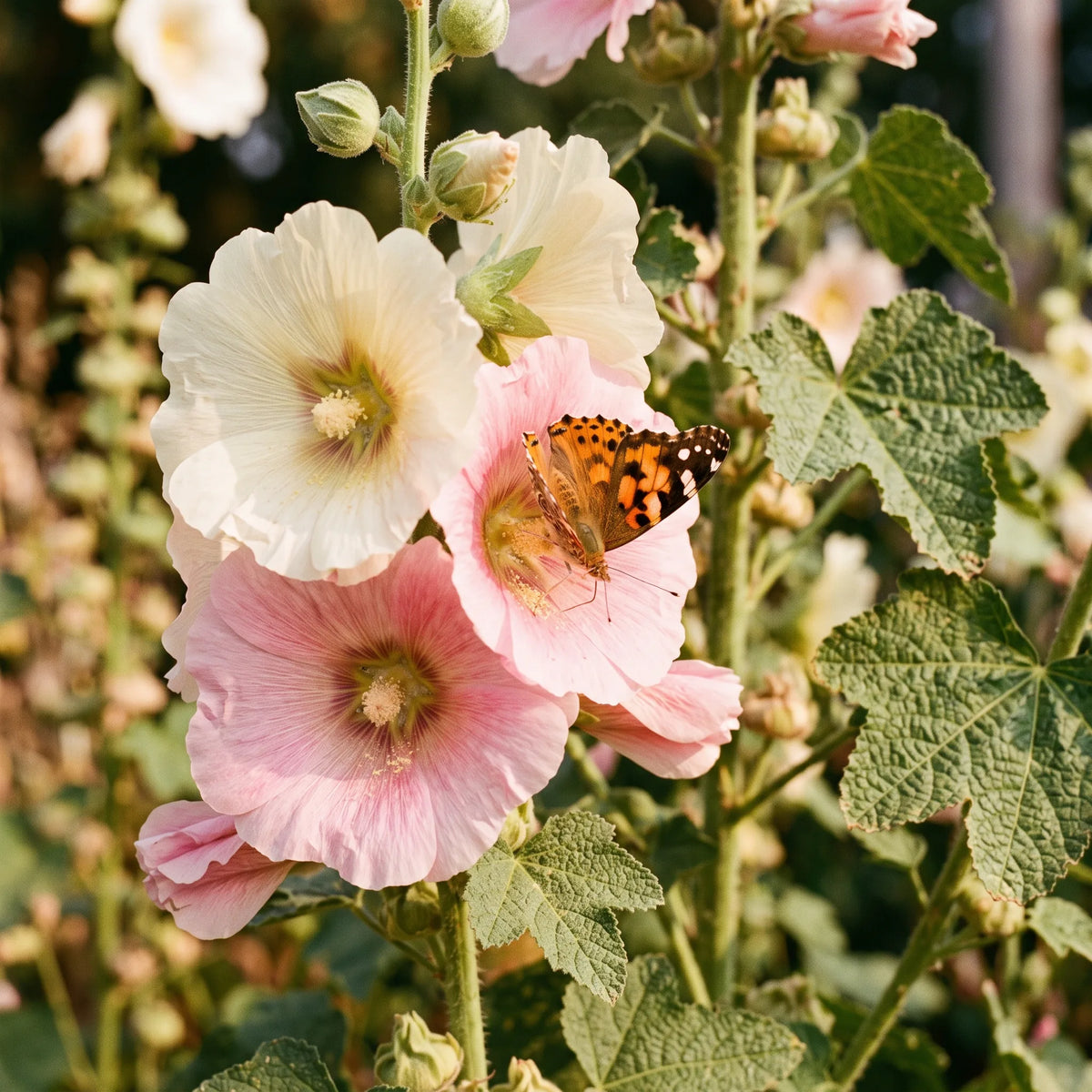 Semi di malvarosa (Alcea rosea) — immagine 4