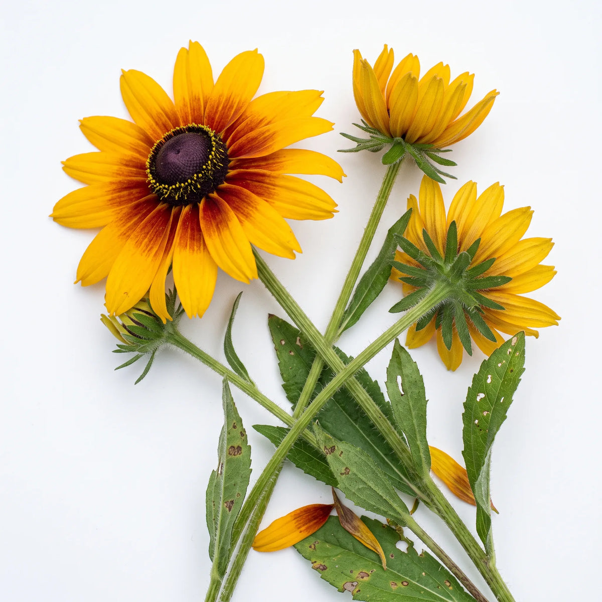 白色背景上的Rudbeckia Gloriosa Daisy开花茎 - SemiSauvage可繁育种子