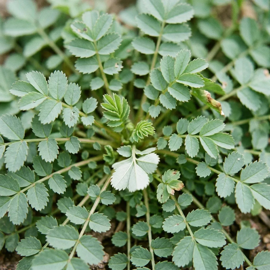 Macro du cœur de la rosette : feuilles composées-imparipennées à folioles arrondies dentées en scie — SemiSauvage