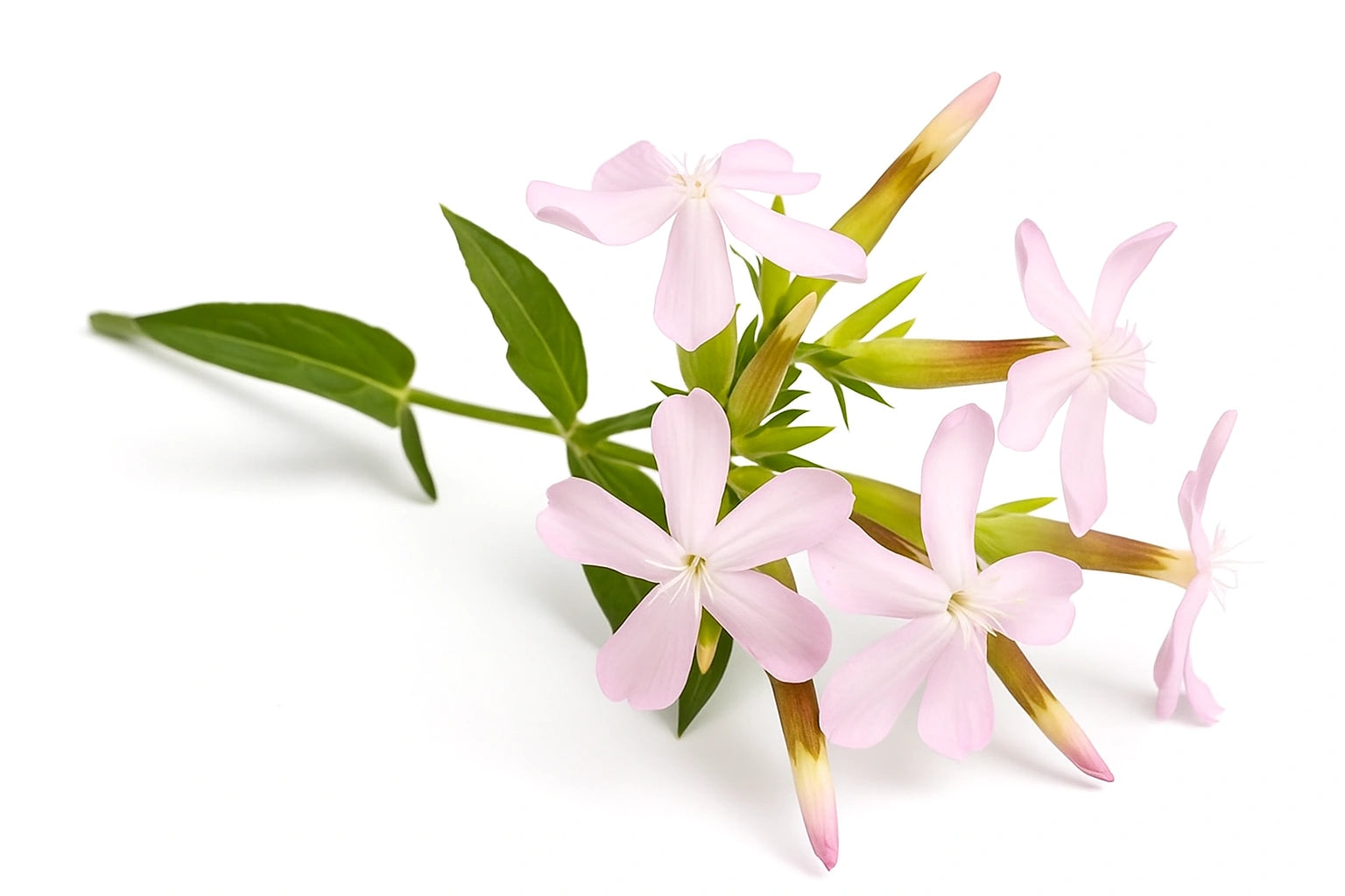 60 frön av tvålört (Saponaria vaccaria)